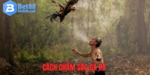 anh dai dien cach cham soc ga da