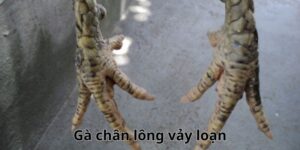 Gà Chân Lông Vảy Loạn