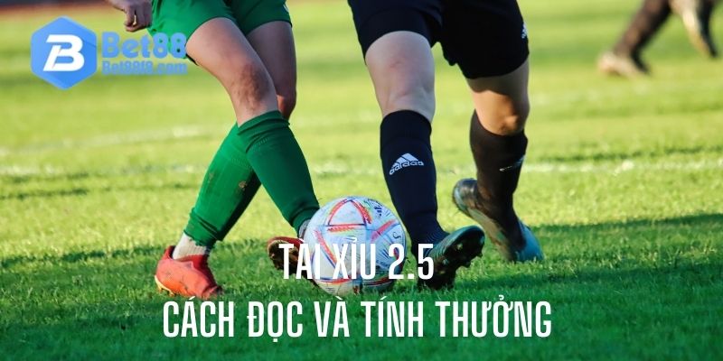 Hướng dẫn chi tiết cách tính và đọc kèo cho tân thủ mới gia nhập