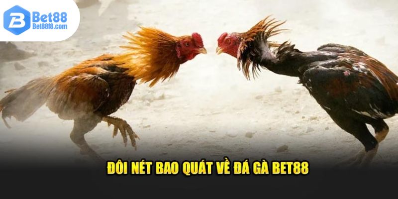 Một số thông tin cần biết về sảnh đá gà BET88