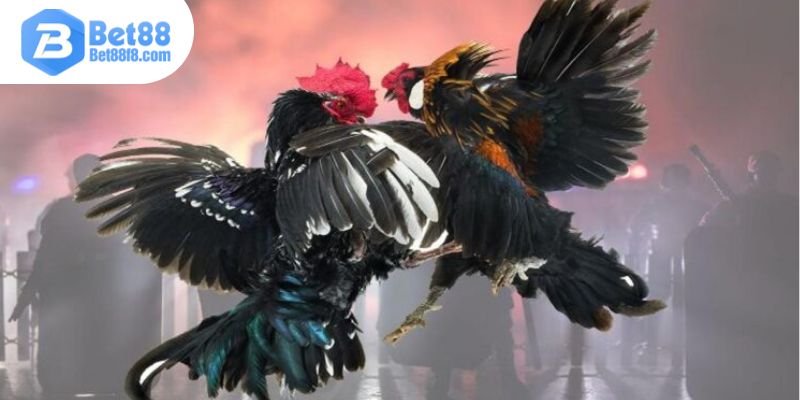 Tuyệt chiêu giúp thắng lớn dễ dàng tại sảnh đá gà